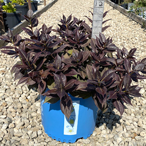 WEIGELA MAROON SWOON