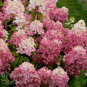 HYDRANGEA PAN FIRE LIGHT