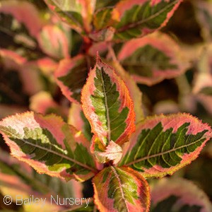 WEIGELA FLO RAINBOW SENSATION