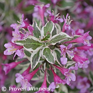 WEIGELA MY MONET PURPLE EFFECT