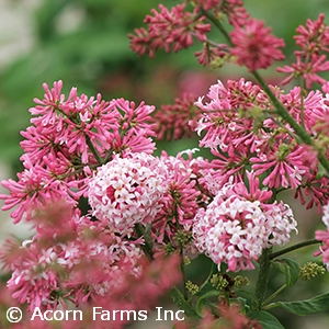 SYRINGA PRE MISS CANADA