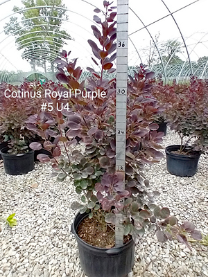 COTINUS COG ROYAL PURPLE