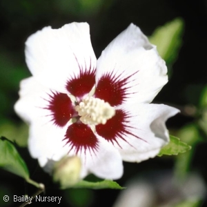 HIBISCUS SYR RED HEART