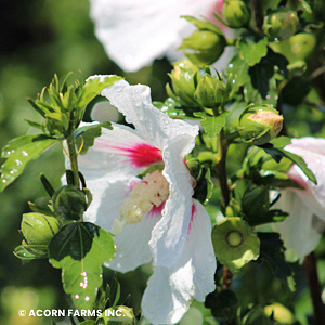 HIBISCUS SYR RED HEART