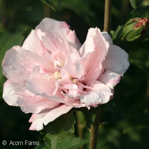 HIBISCUS SYR BLUSHING BRIDE