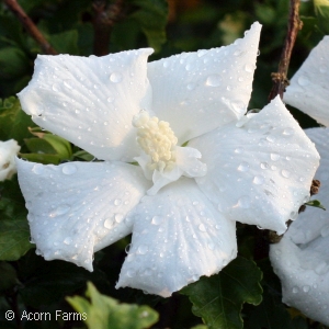 HIBISCUS SYR DIANA