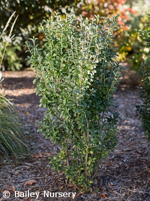 LIGUSTRUM VUL STRAIGHT TALK