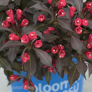 WEIGELA ELECTRIC LOVE