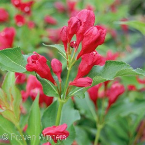 WEIGELA SONIC BLOOM RED