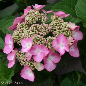 HYDRANGEA MAC TWIST-N-SHOUT