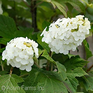 HYDRANGEA QUE QUEEN OF HEARTS