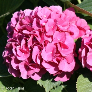HYDRANGEA MAC GLOWING EMBERS