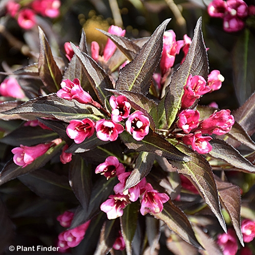 WEIGELA FLO MIDNIGHT WINE SHNE