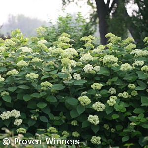 HYDRANGEA ARB LIME RICKEY