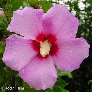 HIBISCUS SYR APHRODITE