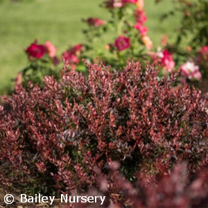 BERBERIS THU LAMBRUSCO