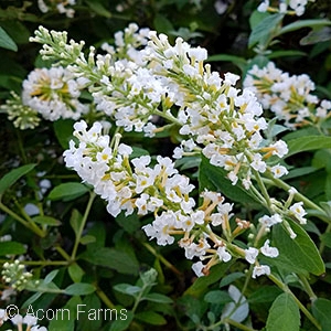 BUDDLEIA DAV ICE CHIP