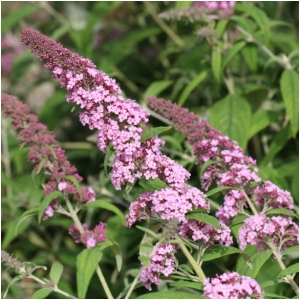 BUDDLEIA DAV PINK DELIGHT