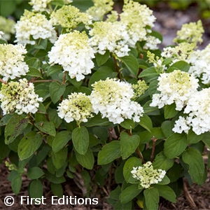 HYDRANGEA PAN LITTLE HOTTIE