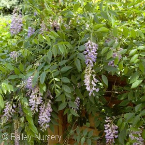 WISTERIA MAC SUMMER CASCADE