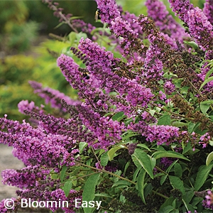 BUDDLEIA TUTTI FRUITTI