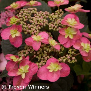 HYDRANGEA SER TUFF STUFF RED