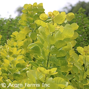 COTINUS COG GOLDEN SPIRIT