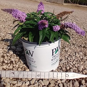 BUDDLEIA PUGSTER AMETHYST