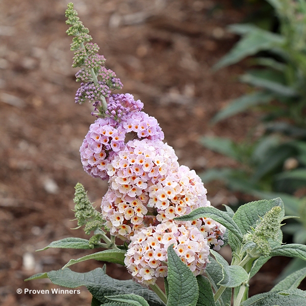 BUDDLEIA PUGSTER SORBET