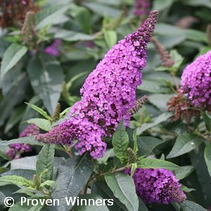 BUDDLEIA PUGSTER PERIWINKLE