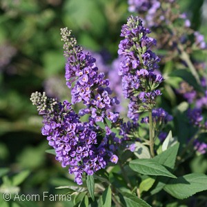 BUDDLEIA BLUE CHIP JR