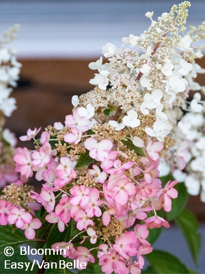 HYDRANGEA PAN CANDELABRA