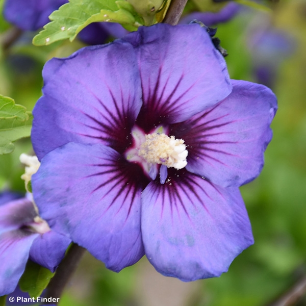HIBISCUS SYR CHATEAU DE VRSLLE