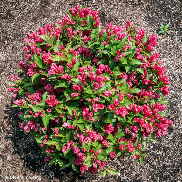 WEIGELA WATERMELON KISSES
