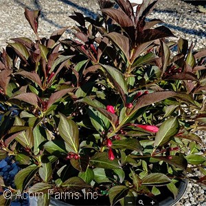 WEIGELA FLO FINE WINE