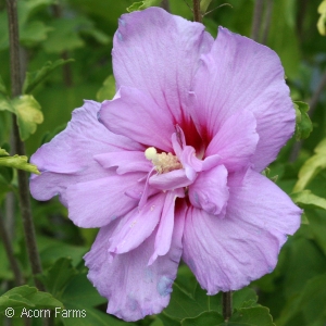 HIBISCUS SYR LAVENDER CHIFFON