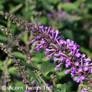 BUDDLEIA INSPIRED VIOLET