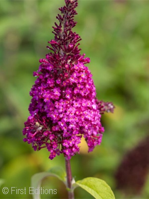 BUDDLEIA DAV FUNKY FUCHSIA