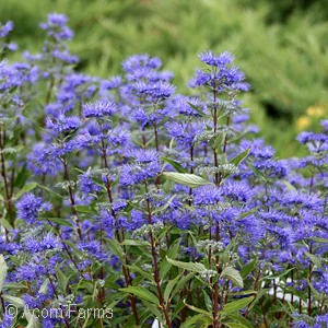 CARYOPTERIS CLA LONGWOOD BLUE