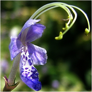 CARYOPTERIS DIV SNOW FAIRY