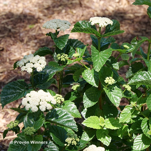 VIBURNUM DEN GLITTERS AND GLOW