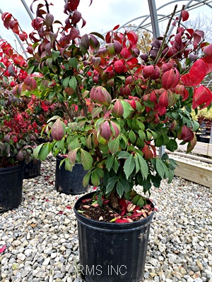 EUONYMUS ALA DEVILS FIRE