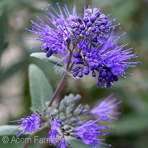 CARYOPTERIS CLA DARK KNIGHT