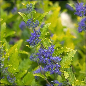 CARYOPTERIS LIL MISS SUNSHINE