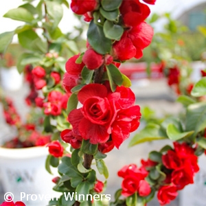 CHAENOMELES SPE SCARLET STORM