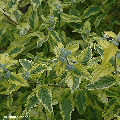 CARYOPTERIS CLA SUMMER SORBET