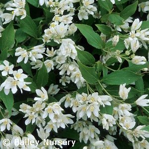 DEUTZIA GRACILIS NIKKO