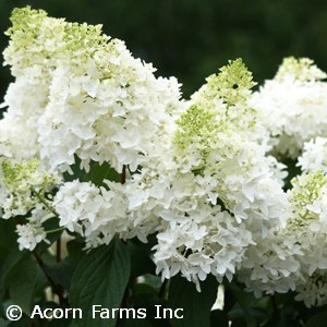 HYDRANGEA PAN PHANTOM