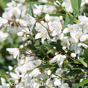 DEUTZIA YUKI SNOWFLAKE