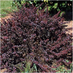 BERBERIS ROYAL BURGUNDY